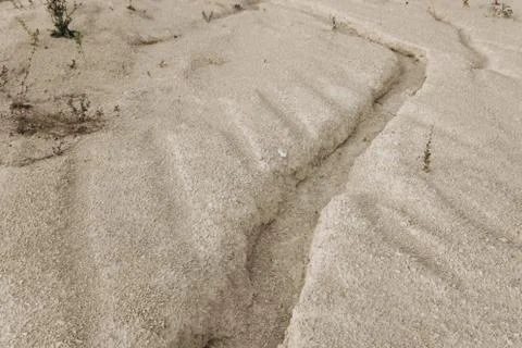 A large crack on the surface of the sand. Rare plants are found in the sand. Stock Photos