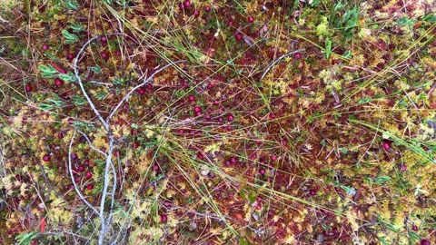 Large cranberry berries on a bush with red leaves.  Stock Footage 250616176