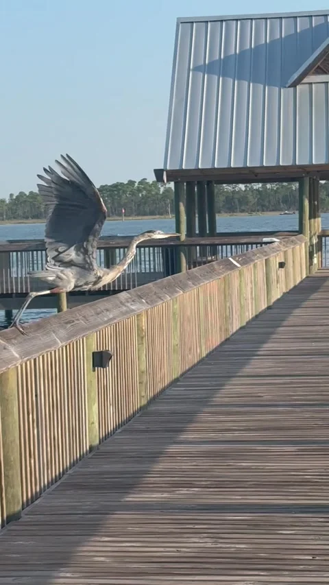 Large crane on the dock railing in Wolf Bay, Alabama Stock Footage 317465037