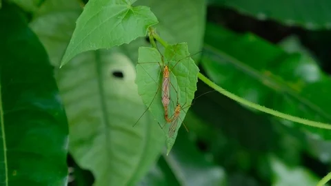 Large Crane Flies Mating Stock Footage 76115651
