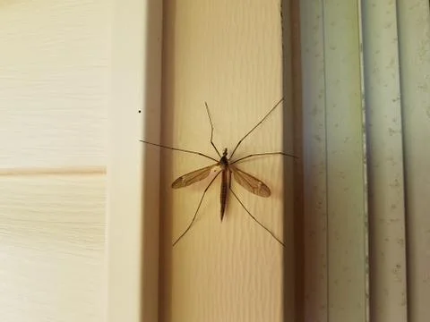 Large crane fly or mosquito eater on white house siding Stock Photos