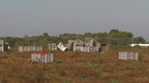 Large crates of tomatoes Stock Footage 12725040