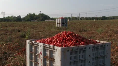 Large crates of tomatoes Stock Footage 12732431