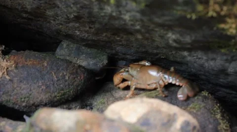 Large crawdad crawls between rocks creek Stock Footage 8540733