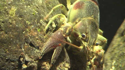 Large crayfish facing camera closeup feeding on a rock Stock Footage 92876059