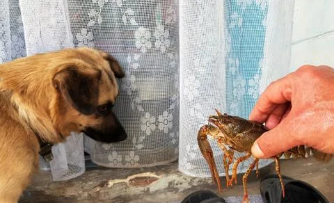 The large crayfish retreats on the wooden table, the little dog carefully looks Stock Photos