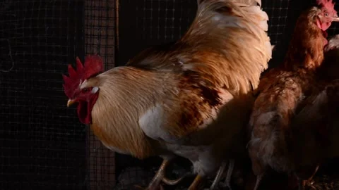 A large cream and brown rooster stands among several hens 動画素材 343317777