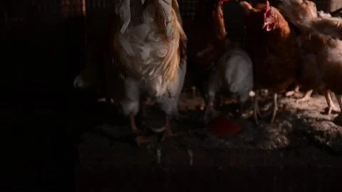 A large cream and brown rooster stands among several hens 스톡 동영상 343317795