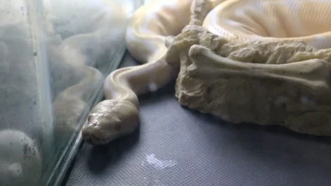 Large cream and whitish colored snake in clear aquarium 動画素材 299367413