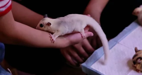 A large cream colored sugar glider is riding on a little boy's hand Stock Footage 297732087