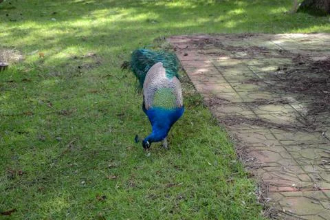 A large crested pheasant native to Asia.Beautiful peafowl  is in the nature p Stock Photos