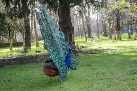 A large crested pheasant native to Asia.Beautiful peafowl  is courting. Stock Photos