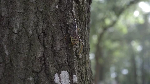Large Cricket Bug Insect Climbs up Tree in Woods Stock Footage 80533788