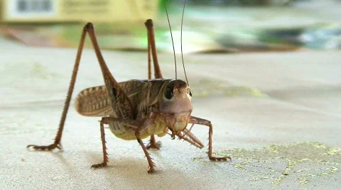 Large cricket close up Stock Footage 492381