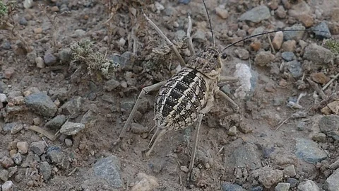 Large cricket sits  on the ground. Stock Footage 82061403