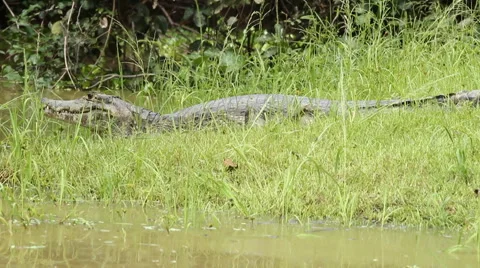 Large Crocodile / Alligator / Caiman Stock Footage 45281187