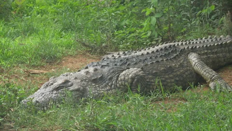 Large Crocodile basking in the sun  4K 10bit. 01 Stock Footage 221171224
