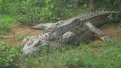 Large Crocodile basking in the sun  4K 10bit. 02 Stock Footage 221171353