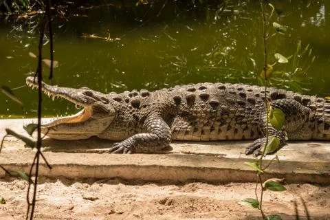 Large crocodile basking under the sun Stock Photos