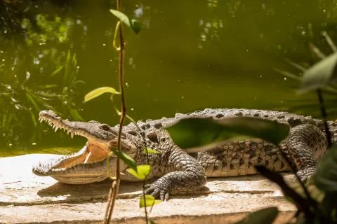 Large crocodile basking under the sun Stock Photos