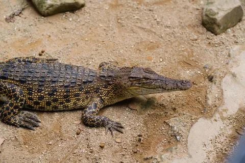 A large crocodile basks on the sand in a tropical environment during the da.. Stock Photos