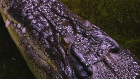 Large crocodile close up Stock Footage 141280471