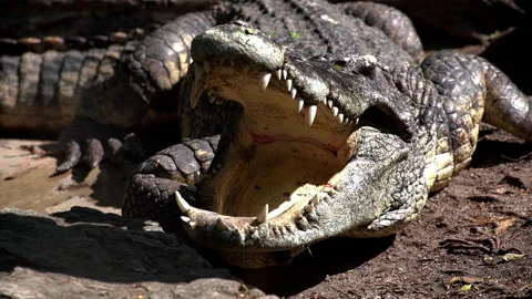 Large Crocodile closeup portrait open mouth with sharp teeth in its natural Video stock 258293018