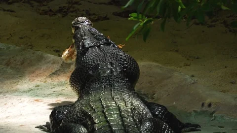 A large crocodile eating Stock Footage 244344466