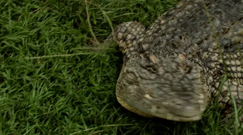 Large crocodile faces camera and then turns around. Stock Footage 61795609