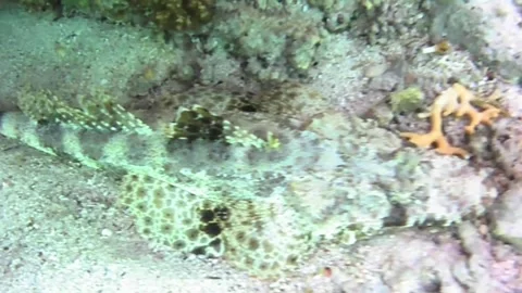 Large Crocodile Fish Resting Beneath a Coral with Stingray Tail Visible in the R Stock Footage 340251487