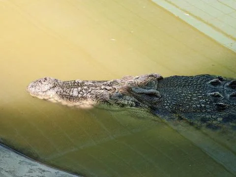 Large Crocodile Floating Just Below the Surface of Murky Green Water Stock Photos