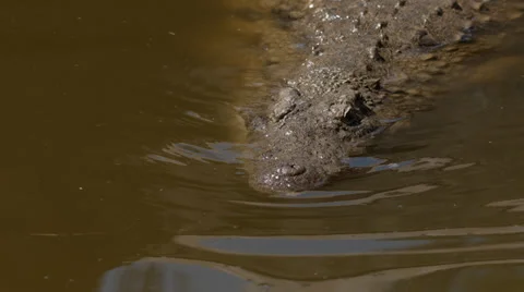 Large crocodile floating in the water Stock Footage 39873662