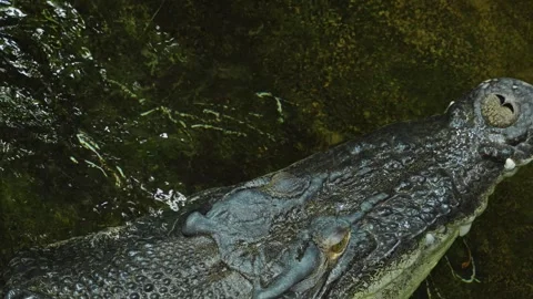 A large crocodile Stock Footage 244344363
