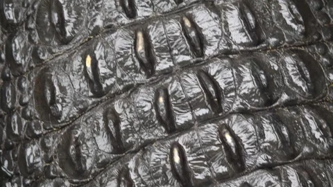 Large crocodile  Stock Footage 273233788