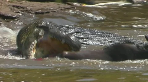 Large crocodile grabs Wildebeest Stock Footage 22140942