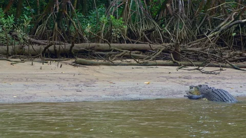 Large Crocodile Half Submerged on Sandy Beach Stock Footage 314919704