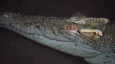  a large Crocodile head Stock Footage 297022883