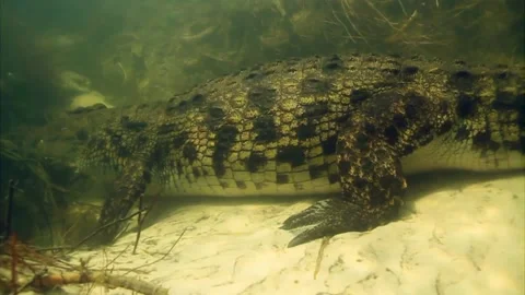 Large Crocodile In Its Natural Habitat Stock Footage 172426853