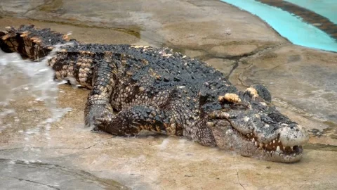 A large crocodile lying on shore is splashed with water and it opens its mouth Stock Footage 305676466