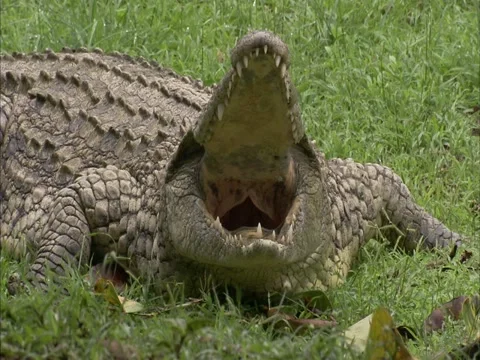 Large crocodile with a massive yawn Vídeo Stock 12366949