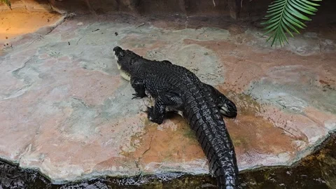 A Large crocodile in motion Stock Footage 278022166