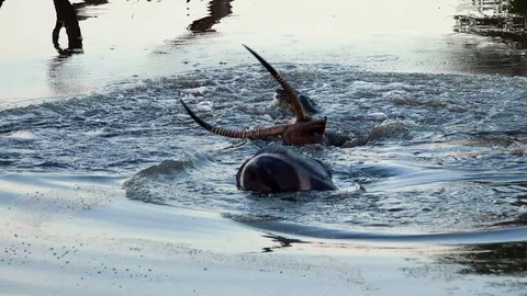 Large crocodile performing a "death roll" with a big waterbuck bull in an Stock Footage 86731162