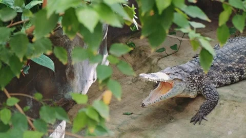 Large crocodile resting with open mouth on riverbank surrounded by foliage Video stock 342713862