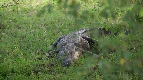 Large crocodile resting peacefully in green grass in wild nature Stock Footage 308454883