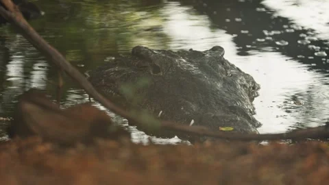 Large crocodile resting in a shallow, murky river Vídeos de archivo 342840598