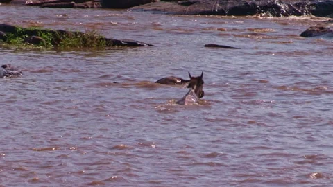 Large crocodile watching as two wildebeest calves struggle in a river Stock Footage 161812516