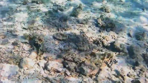 Large Crocodilefish Resting on a Rock Under Coral Stockbeeldmateriaal 343728058