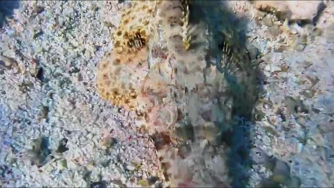 Large Crocodilefish Resting on a Rock Under Coral Video stock 343728060