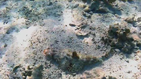 Large Crocodilefish Resting on a Rock Under Coral Stock-Footage 343728081