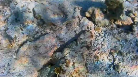 Large Crocodilefish Resting on a Rock Under Coral Video stock 343728097